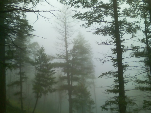 treesfog